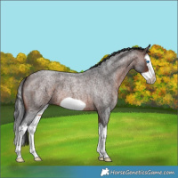Horse Color:Brown Roan Splash Frame 