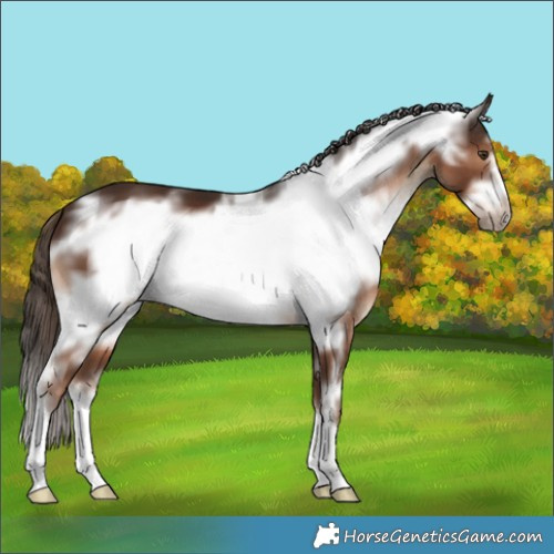Horse Color:White Spotted Liver Chestnut Frame 