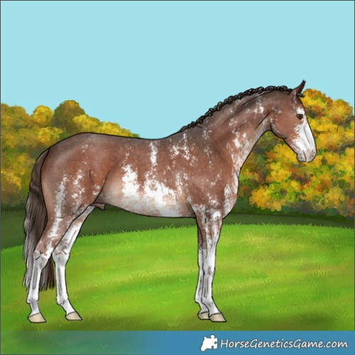 Horse Color:Liver Chestnut Sabino 