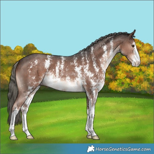 Horse Color:Liver Chestnut Mushroom Sabino 