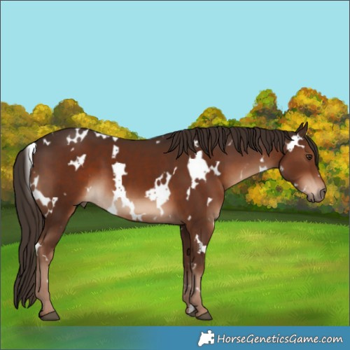 Horse Color:White Spotted Liver Chestnut 