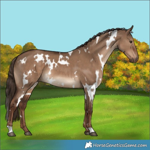 Horse Color:White Spotted Liver Red Dun 