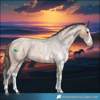 Horse Color:White Spotted Bay Roan Splash Appaloosa