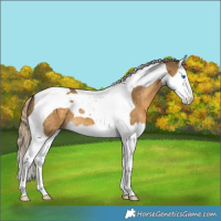 Horse Color:Chocolate Palomino Dun Splash Tobiano 