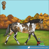 Horse Color:White Spotted Buckskin 