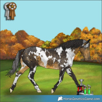 Horse Color:White Spotted Buckskin