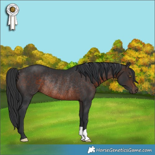 Horse Color:Brown Rabicano 