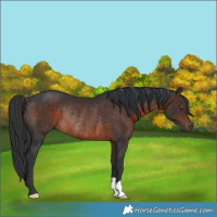 Horse Color:Brown Rabicano 