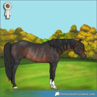 Horse Color:Brown Rabicano