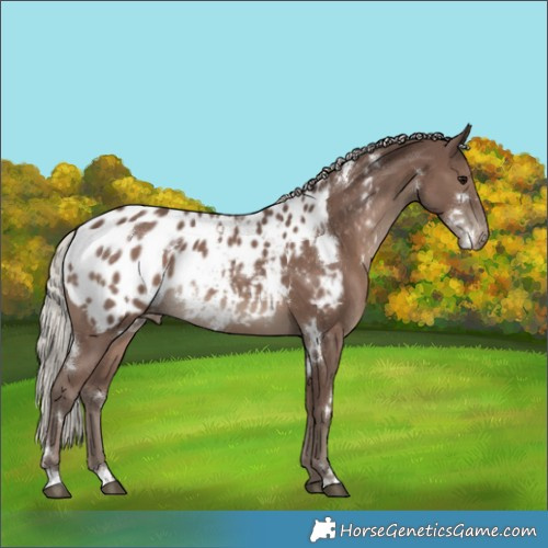 Horse Color:White Spotted Silver Black Appaloosa Rabicano 