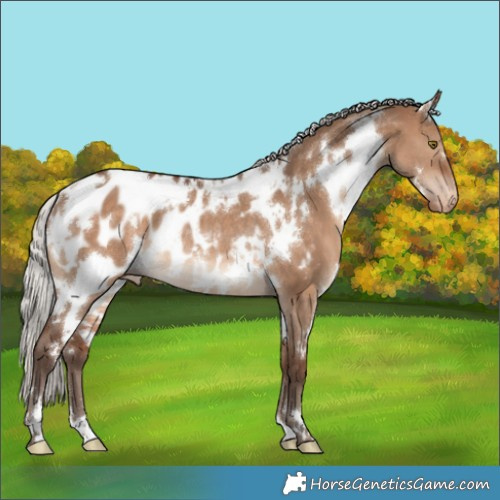 Horse Color:White Spotted Silver Brown Dun Appaloosa Rabicano 