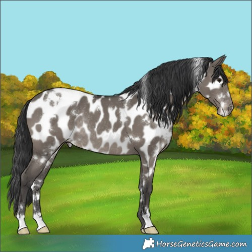Horse Color:White Spotted Grullo Appaloosa Rabicano 