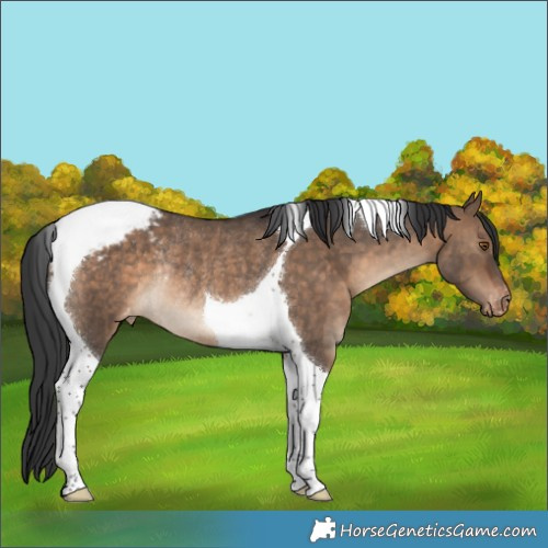 Horse Color:Brown Dun Tobiano Appaloosa Rabicano 