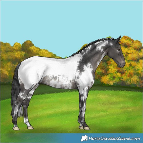 Horse Color:White Spotted Black Snowcap Rabicano 