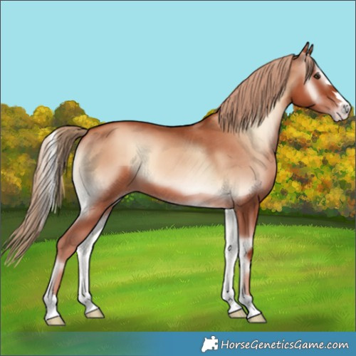 Horse Color:Gold Champagne Onyx 