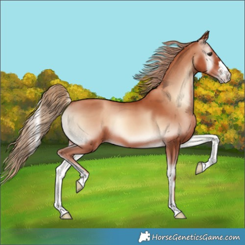 Horse Color:Gold Champagne Onyx 