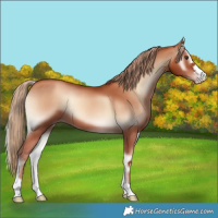 Horse Color:Gold Champagne Onyx 