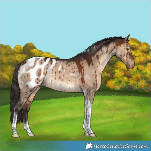 Horse Color:Bay Dun Tobiano Blanket Rabicano Brindle 
