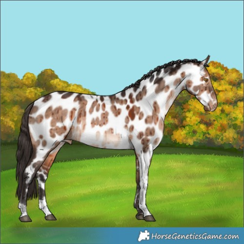Horse Color:Bay Dun Tobiano Near Leopard Rabicano Brindle 