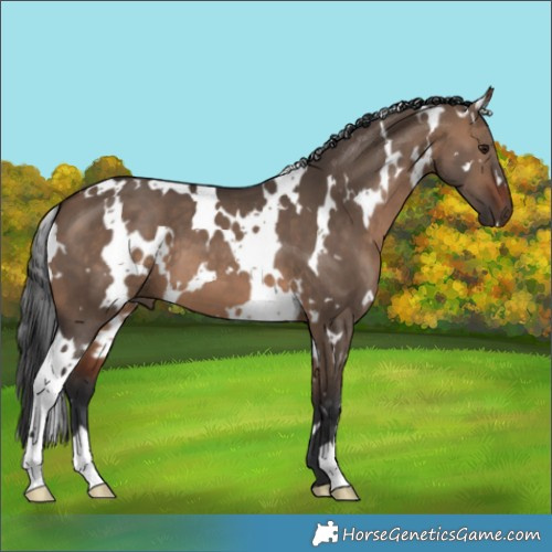 Horse Color:White Spotted Brown Dun 