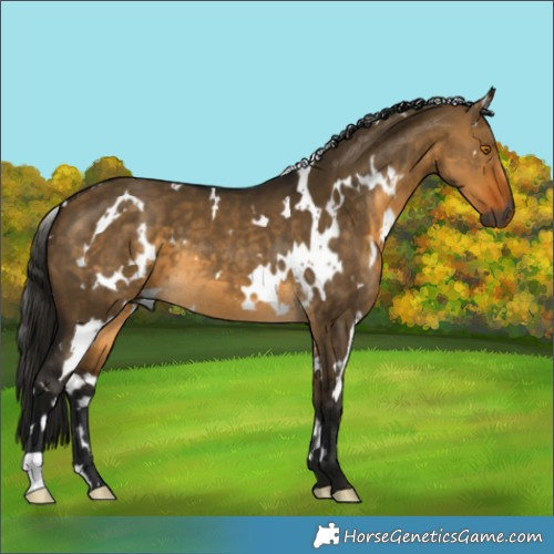 Horse Color:Gray White Spotted Buckskin Dun 