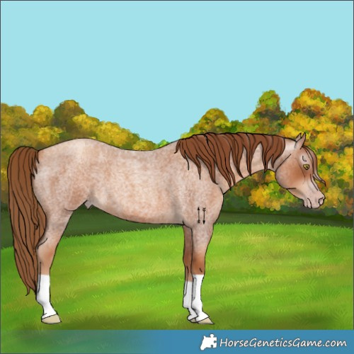 Horse Color:Gray Gold Champagne Roan 