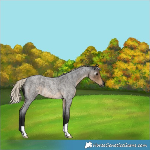Horse Color:Gray Silver Smoky Blue Roan 