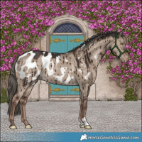 Horse Color:Liver Red Dun Mushroom Appaloosa Brindle