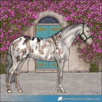 Horse Color:Liver Red Dun Mushroom Appaloosa Brindle 