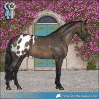 Horse Color:Brown Dun Blanket Brindle 