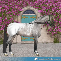 Horse Color:Brown Roan Dun Appaloosa 