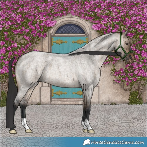 Horse Color:Brown Roan Dun Appaloosa Brindle 