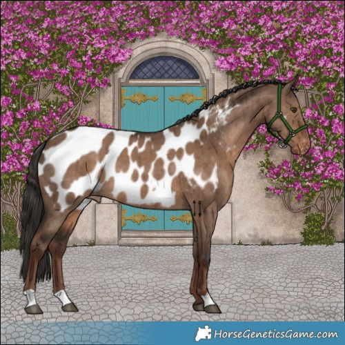 Horse Color:Liver Red Dun Appaloosa Brindle 