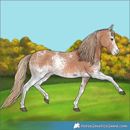 Horse Color:White Spotted Chestnut Ice Rabicano 