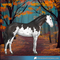 Horse Color:Brown Sabino 