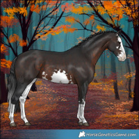 Horse Color:White Spotted Brown Splash 