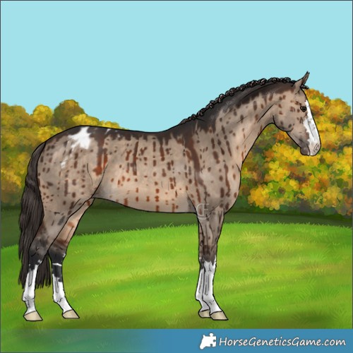 Horse Color:Brown Dun Varnish Brindle 