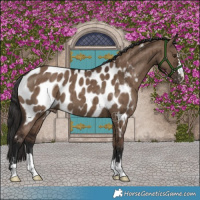 Horse Color:Liver Red Dun Appaloosa Brindle