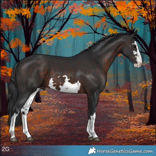 Horse Color:White Spotted Brown