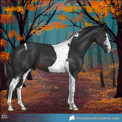 Horse Color:Brown Sabino Tobiano