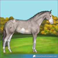 Horse Color:White Spotted Liver Red Dun Appaloosa Brindle 