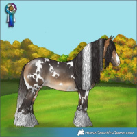 Horse Color:White Spotted Buckskin Rabicano 