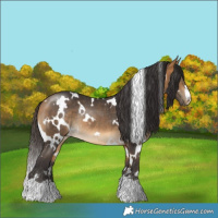 Horse Color:White Spotted Buckskin Rabicano 