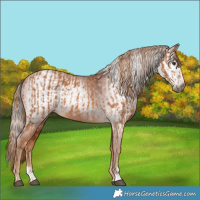 Horse Color:Chestnut  and Gray Chestnut 