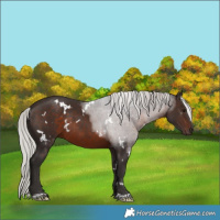 Horse Color:White Spotted Silver Brown Rabicano 