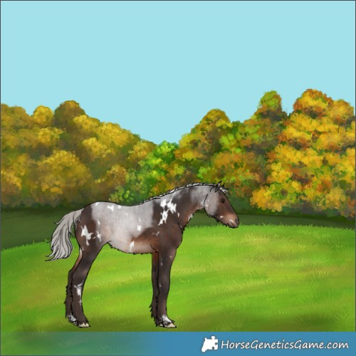 Horse Color:White Spotted Silver Brown 