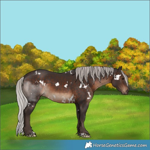 Horse Color:White Spotted Silver Brown 