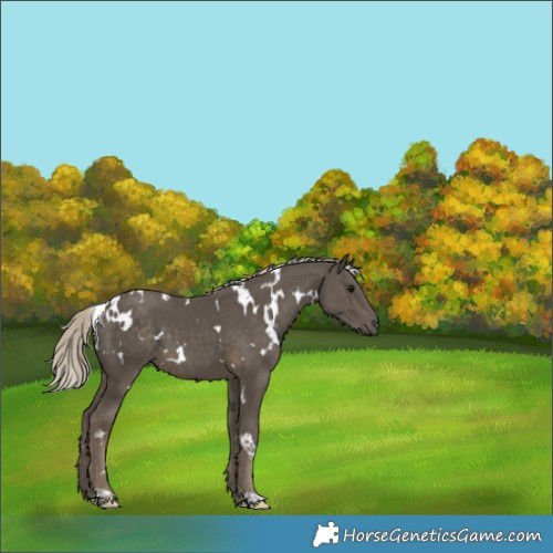 Horse Color:White Spotted Silver Smoky Black 