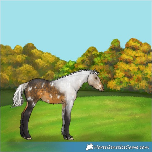 Horse Color:White Spotted Silver Buckskin Rabicano 