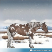 Horse Color:White Spotted Silver Black Tobiano Rabicano 